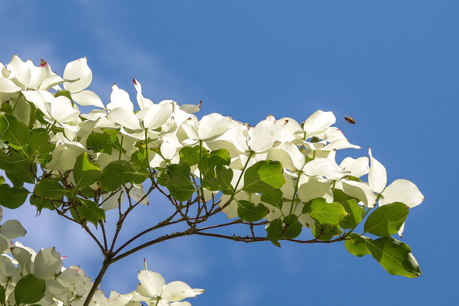 Cornus kousa - Potsdam - Juni 2020
