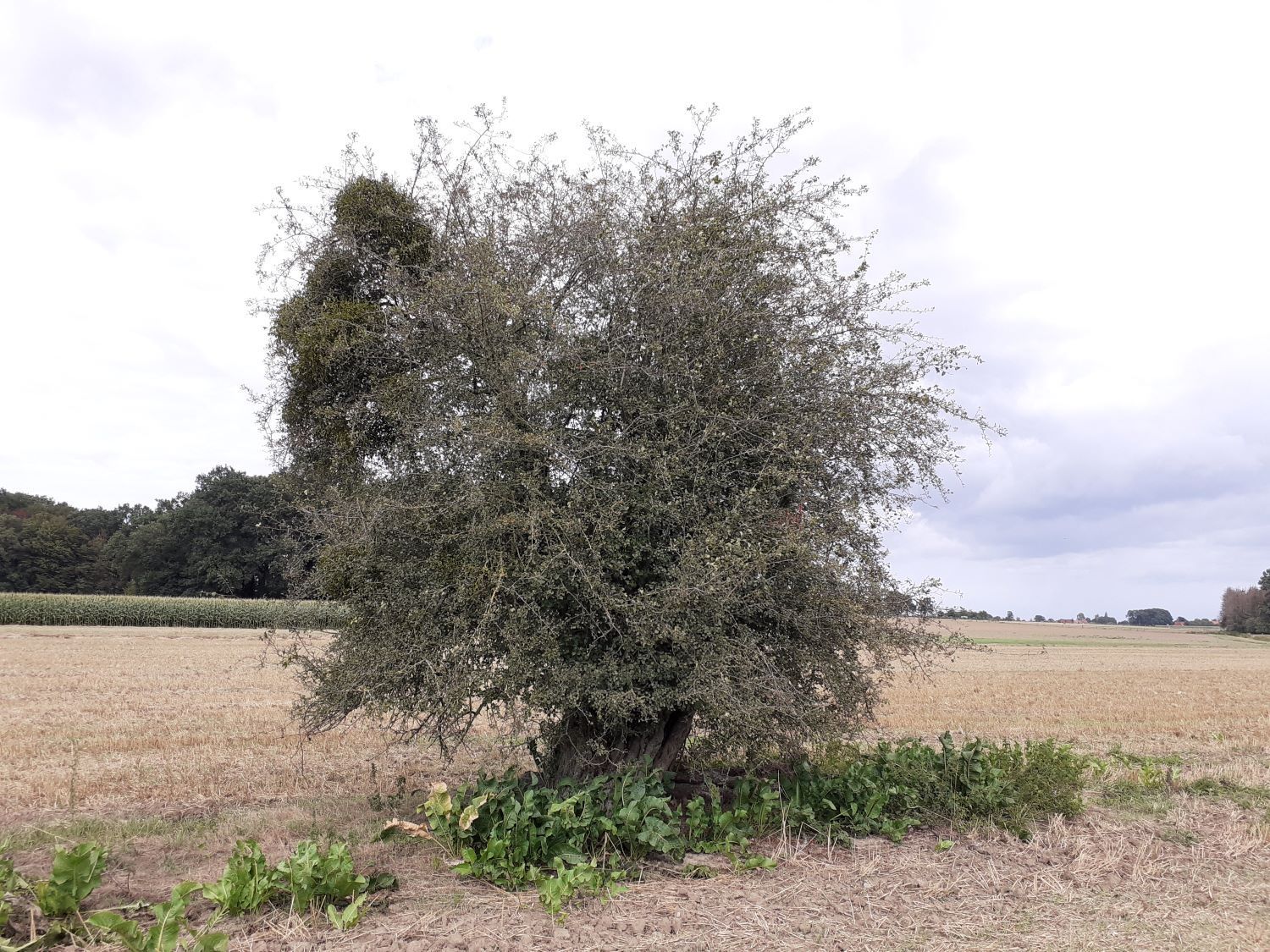Crataegus laevigata - Bierde - 2020
