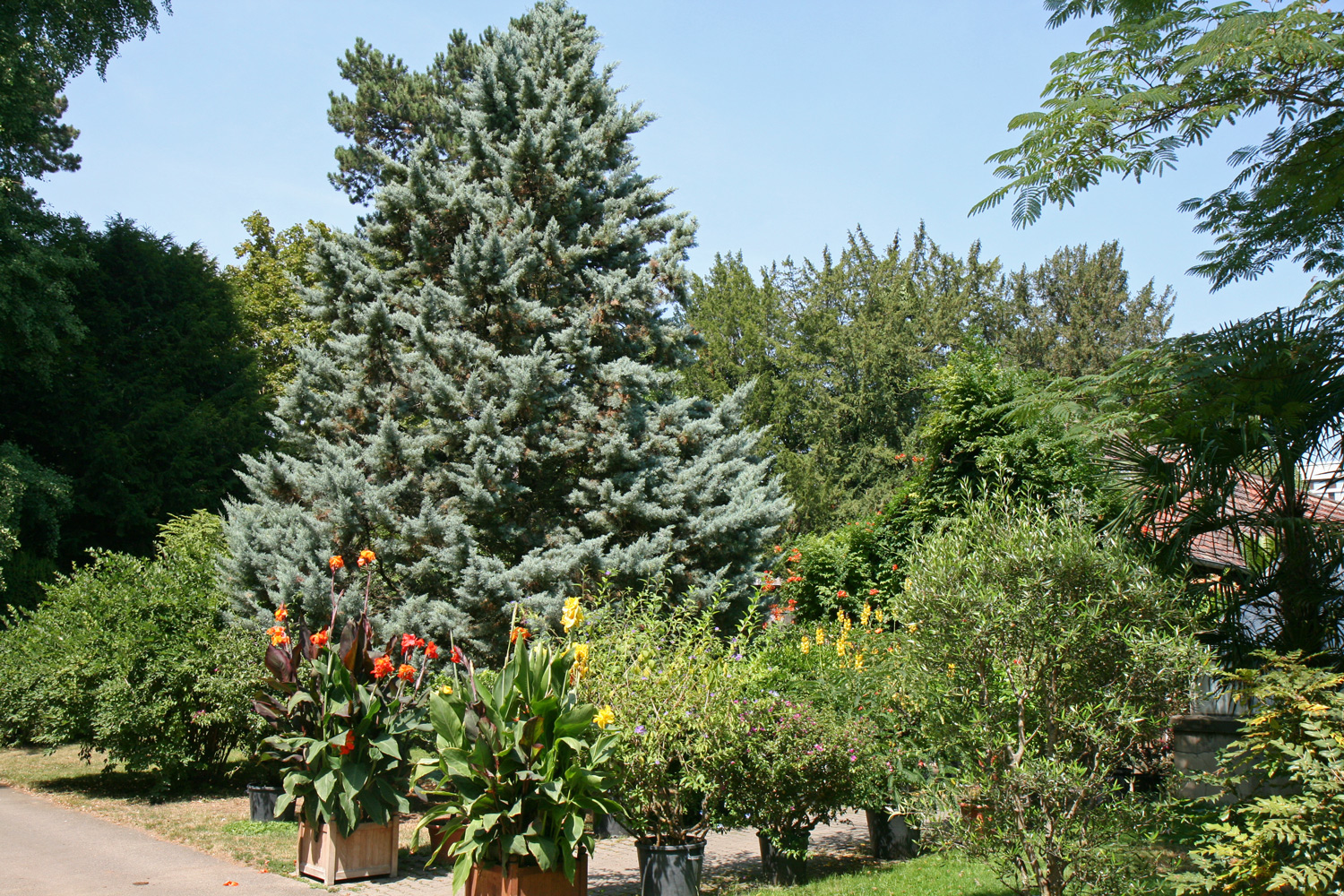 Cupressus arizonica 'Pyramidalis' - Stuttgart-Hohenheim - Aug. 2020