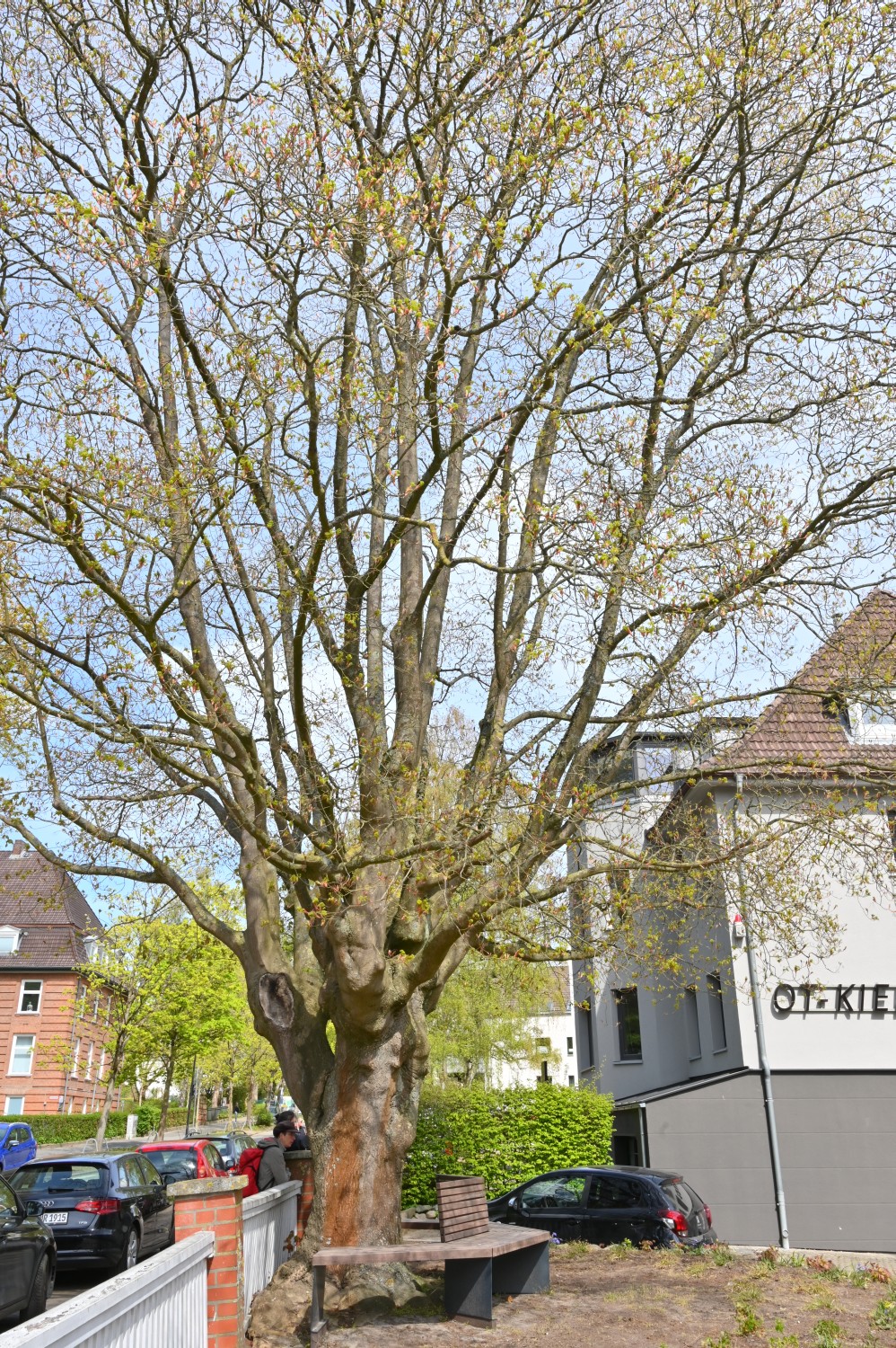 Acer cappadocicum - Kiel - 2022