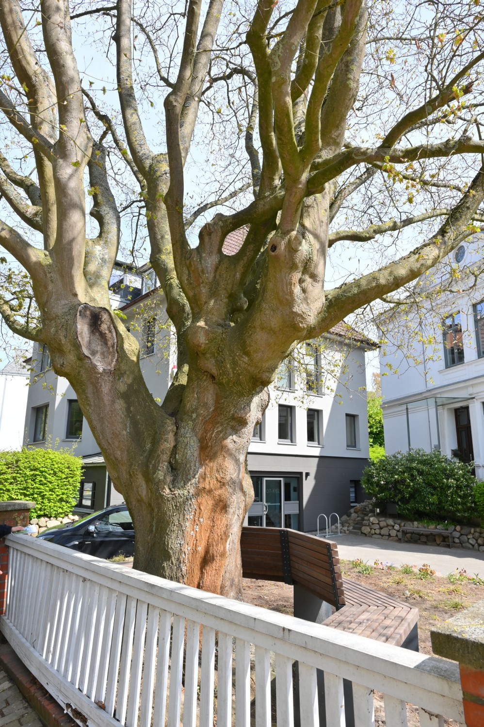 Acer cappadocicum - Kiel - 2022