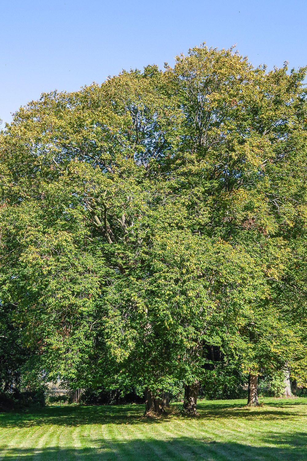 Ostrya carpinifolia - Lohm - 2020