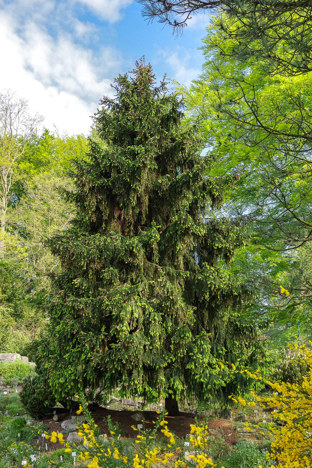 Picea abies 'Acrocona' - Potsadm - 2020