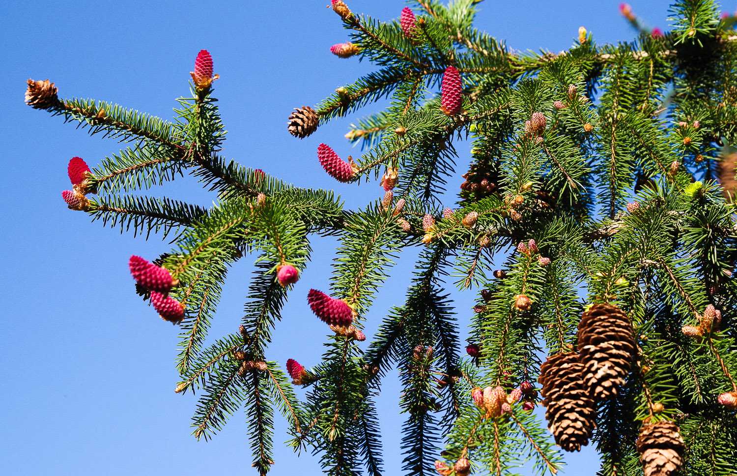 Picea abies 'Acrocona' - Potsadm - 2020