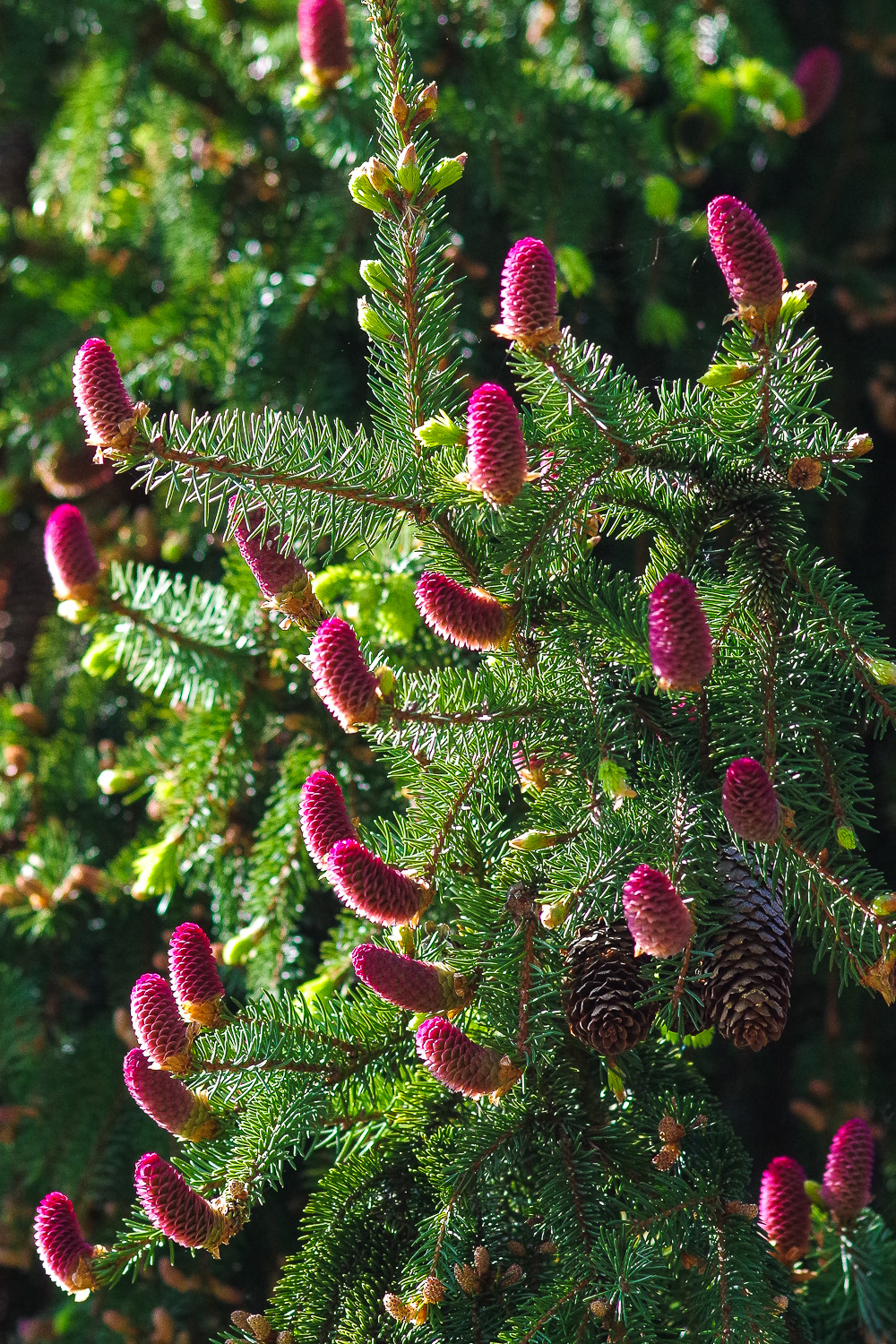 Picea abies 'Acrocona' - Potsadm - 2020