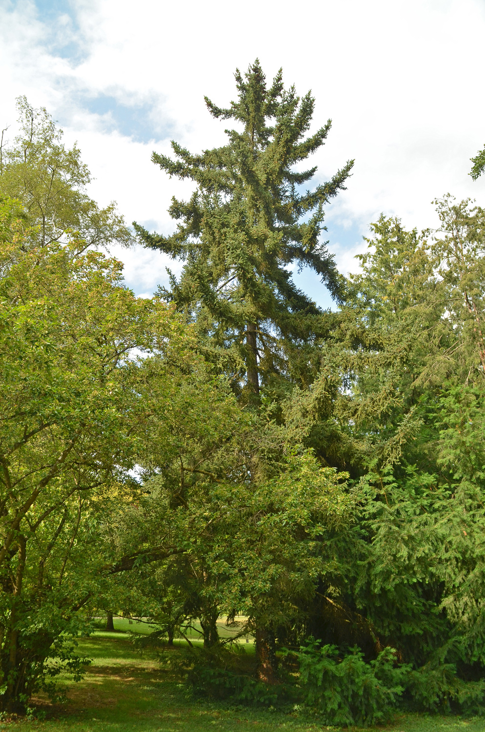 Picea glehnii - Stuttgart-Hohenheim - Juli 2023