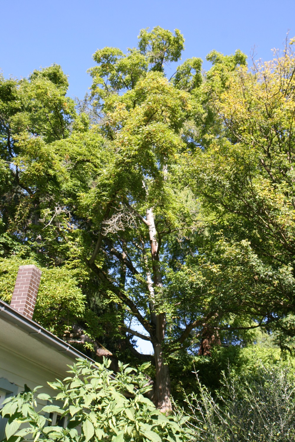 Magnolia kobus - Kassel, Karlsaue, Insel Siebenbergen