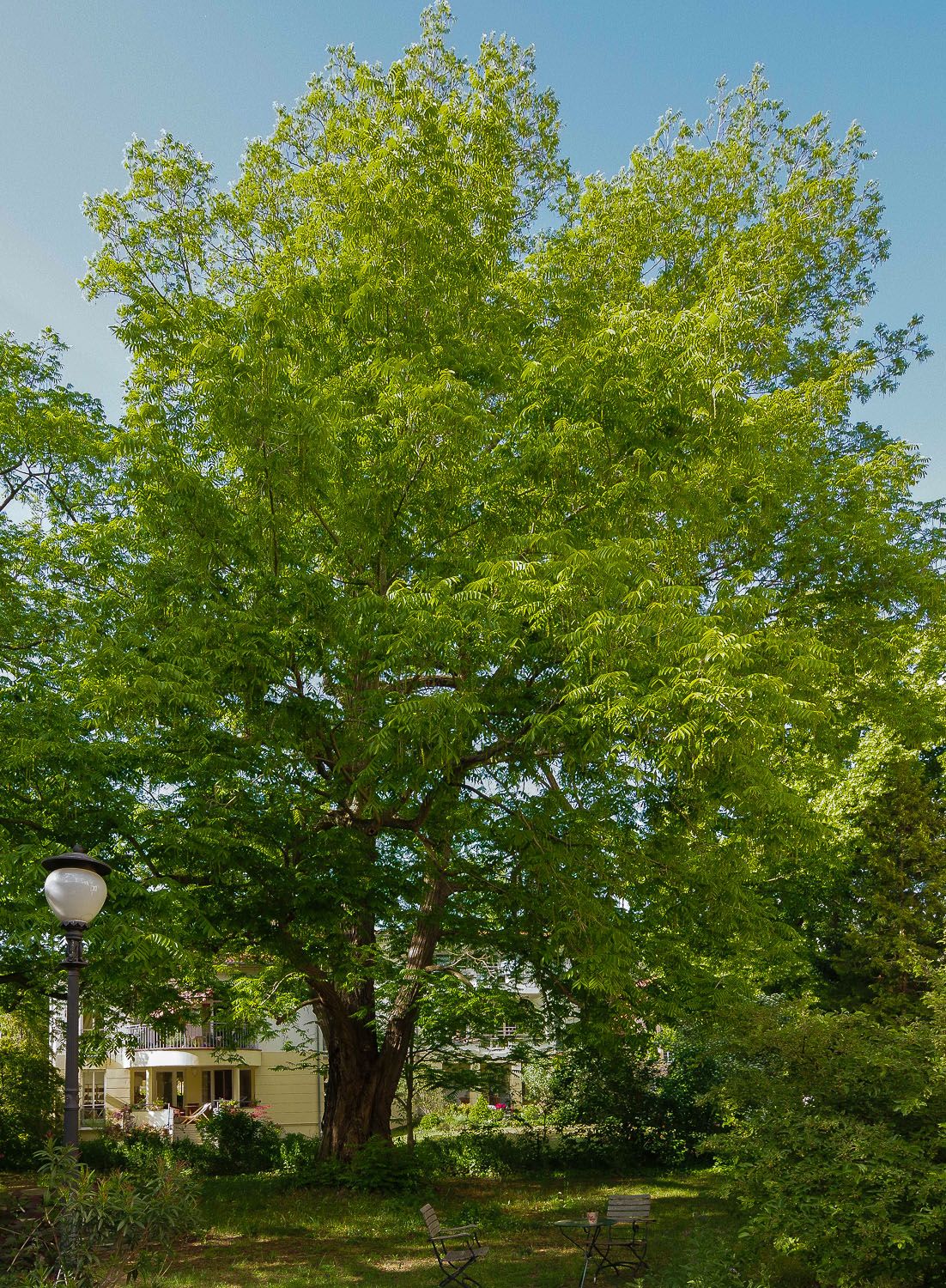 Pterocarya fraxinifolia - Potsdam, Sanssouci - 2020