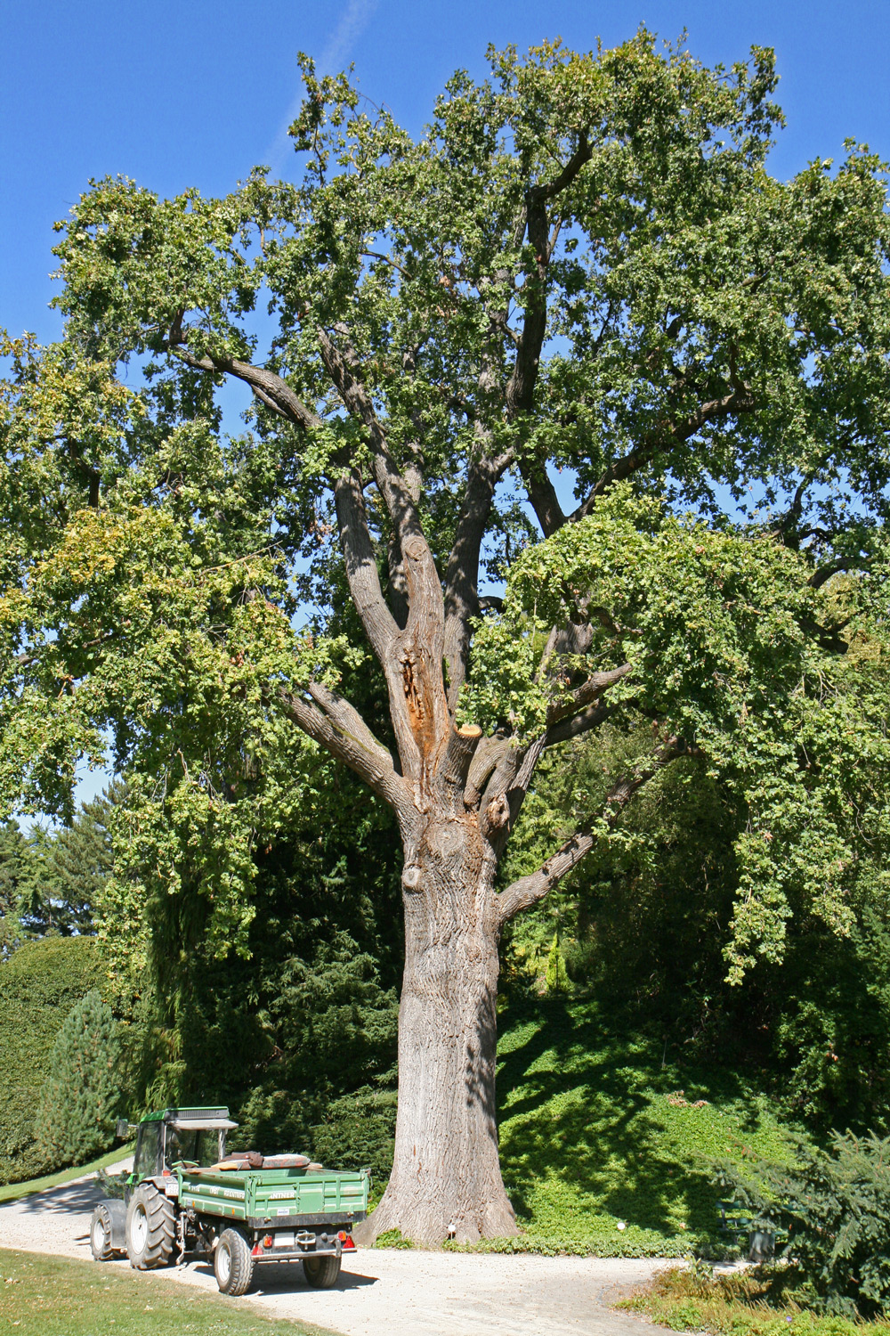 Quercus robur - Kassel - Sept. 2020