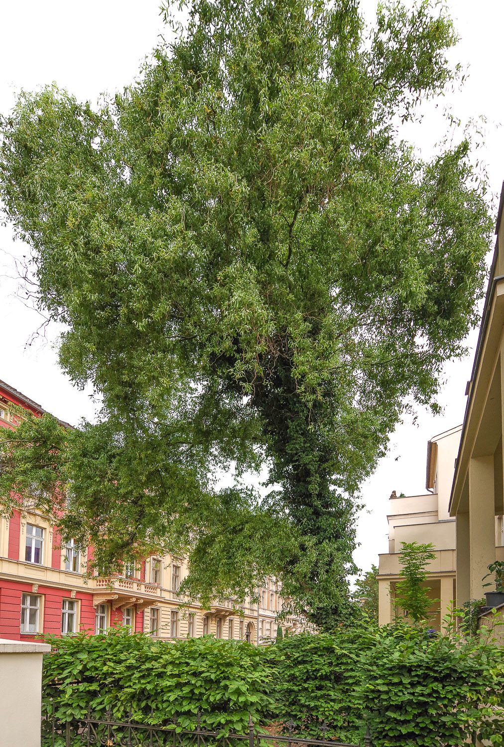 Salix matsudana 'Tortuosa' - Potsdam - Mai 2020