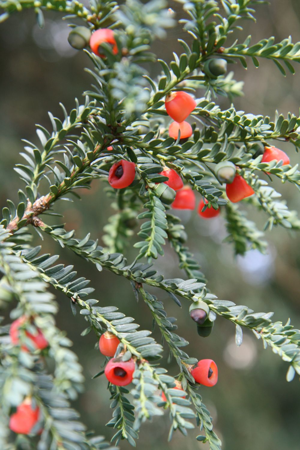 Laub und Früchte von Taxus baccata 'Adpressa' im Koniferenweg, Schlosspark Hohenheim