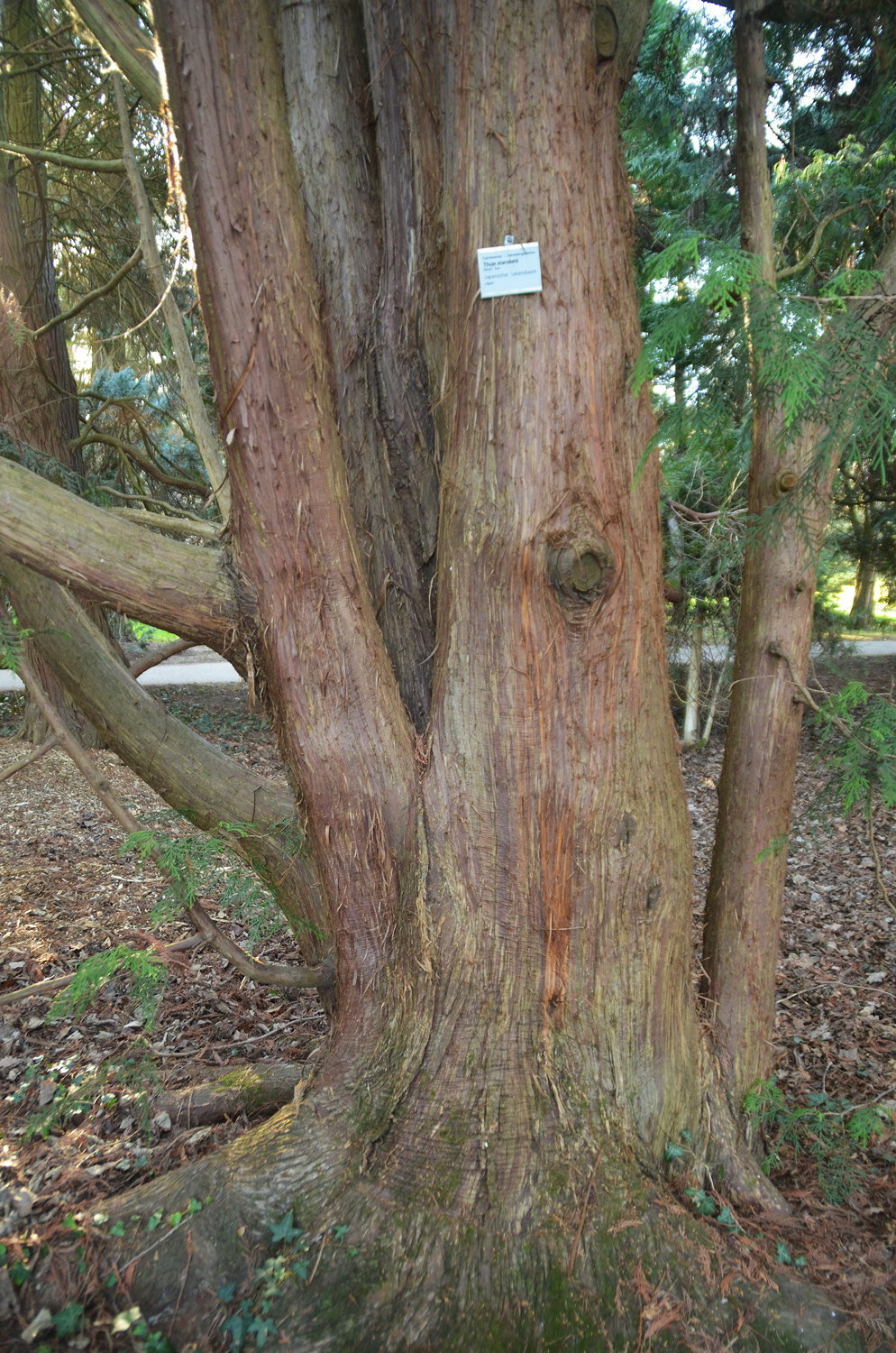 Thuja standishii - Stuttgart-Hohenheim - Febr. 2023