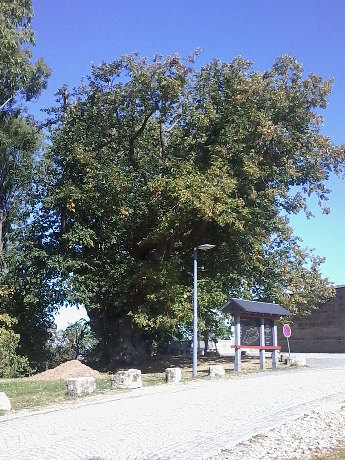 Tilia platyphyllos - Burg Scharfenstein - 2020