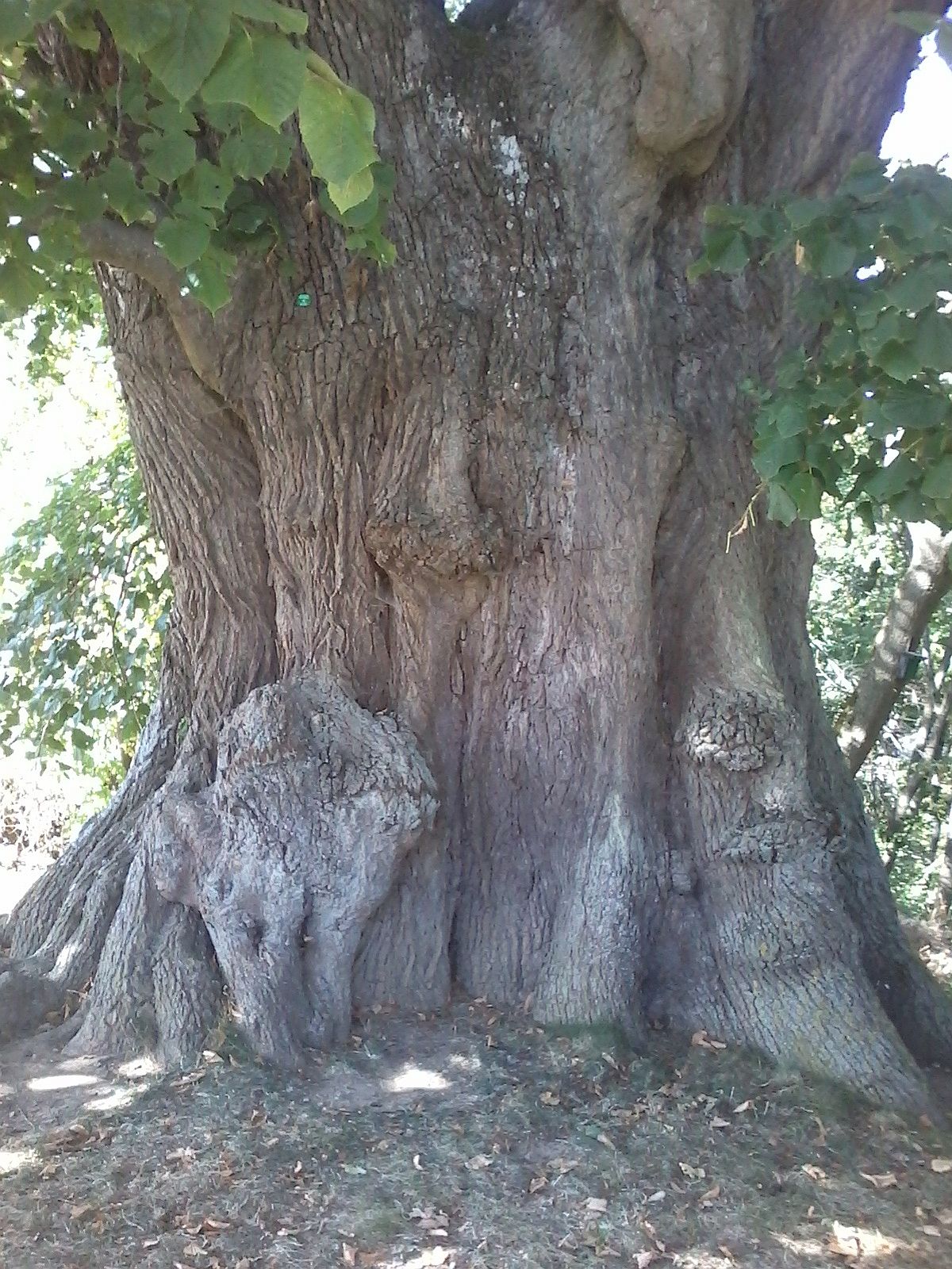 Tilia platyphyllos - Burg Scharfenstein - 2020