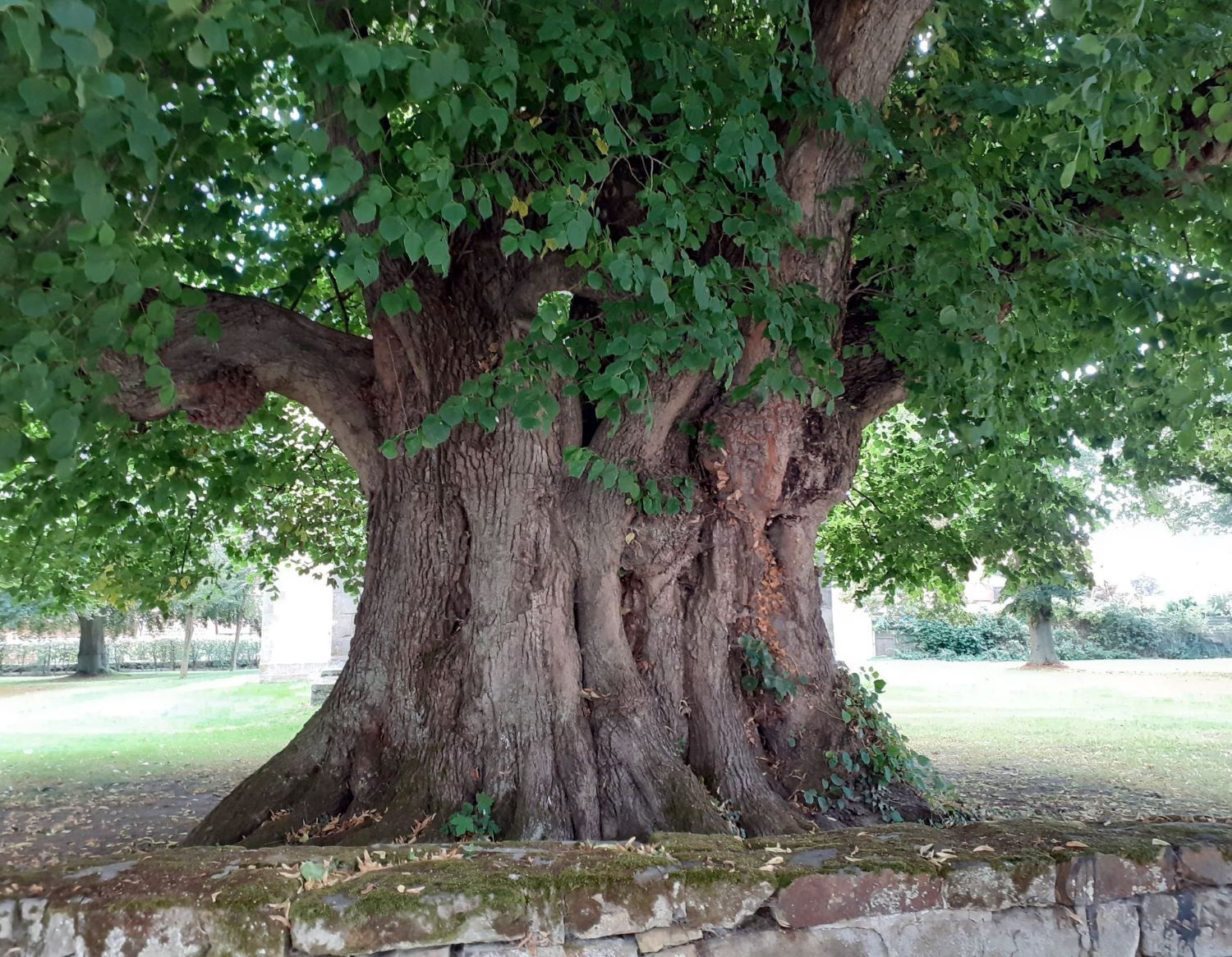 Tilia platyphyllos - Großgoltern - 2020