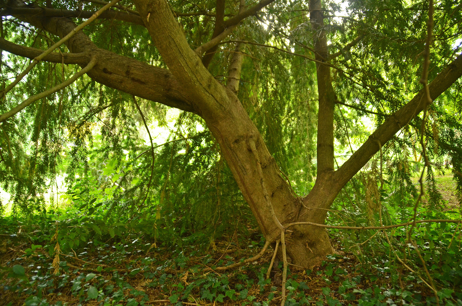 Torreya nucifera - Stuttgart-Hohenheim - Juli 2023