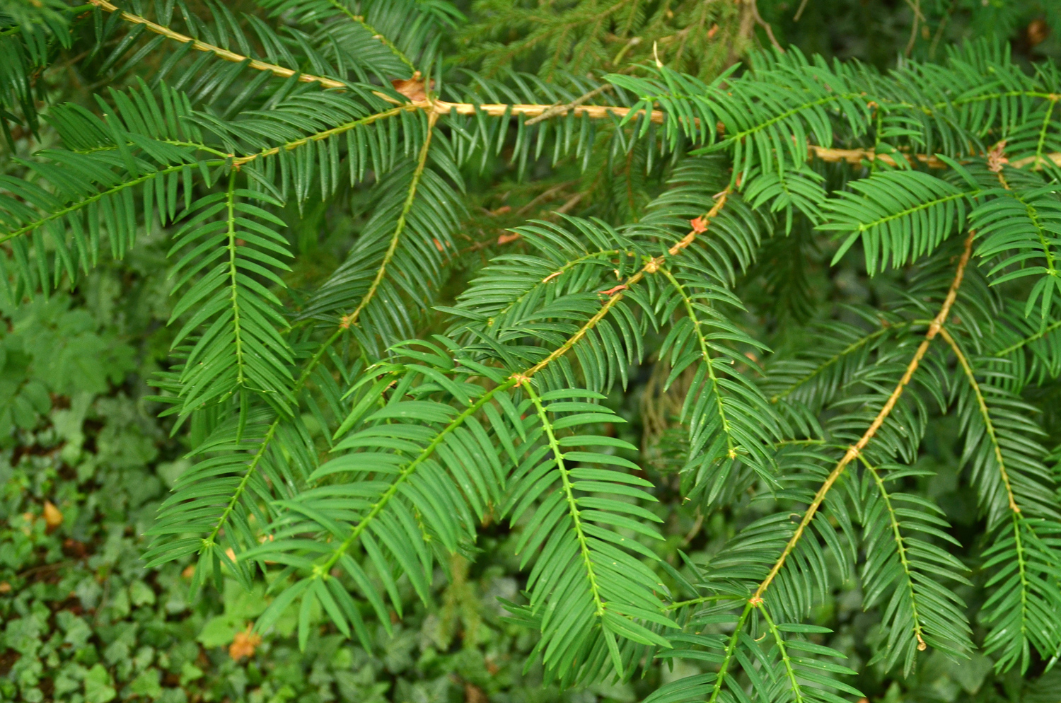 Torreya nucifera - Stuttgart-Hohenheim - Juli 2023