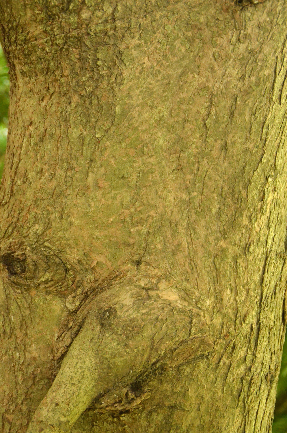 Torreya nucifera - Stuttgart-Hohenheim - Juli 2023