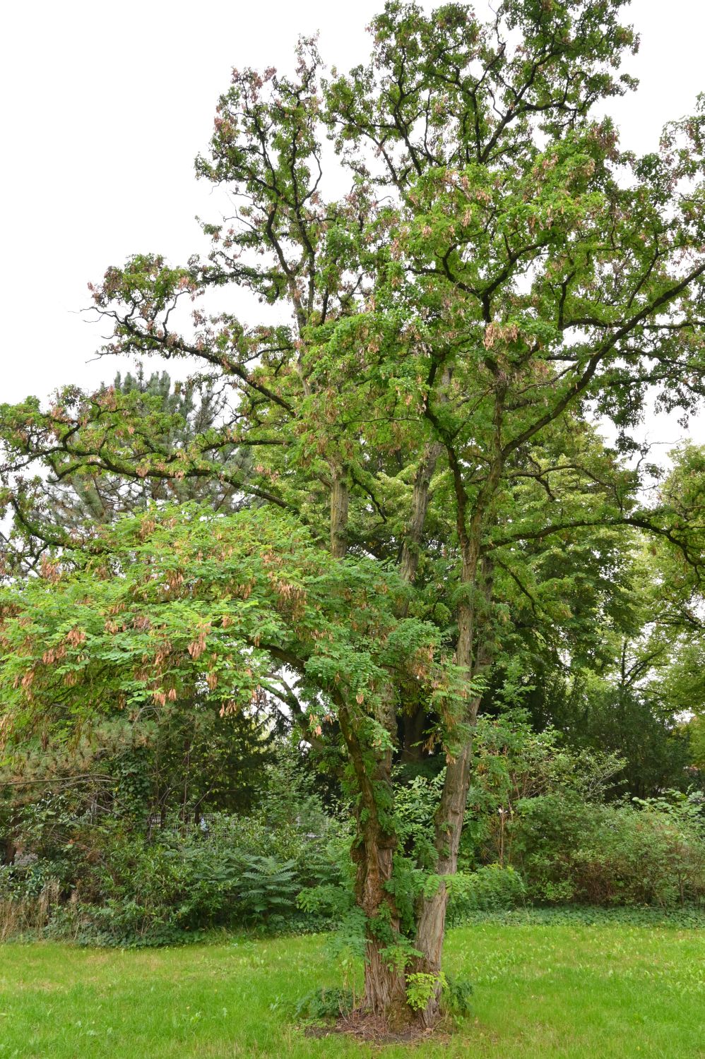 Robinia pseudoacacia 'Tortuosa' - Berlin-Tempelhof - 2020