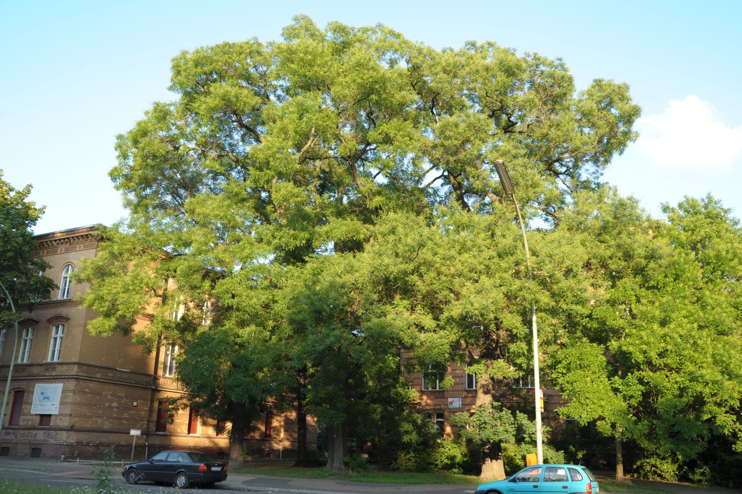 Styphnolobium japonicum - Berlin-Mitte - 2011