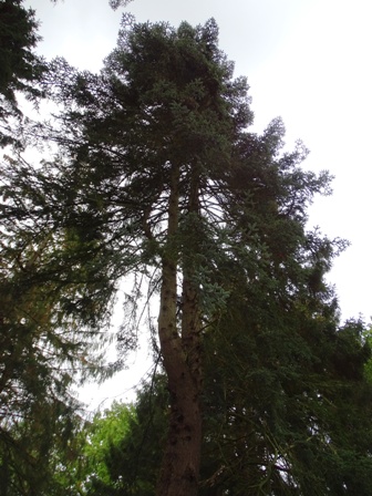 Abies numidica - Großhansdorf - 2020