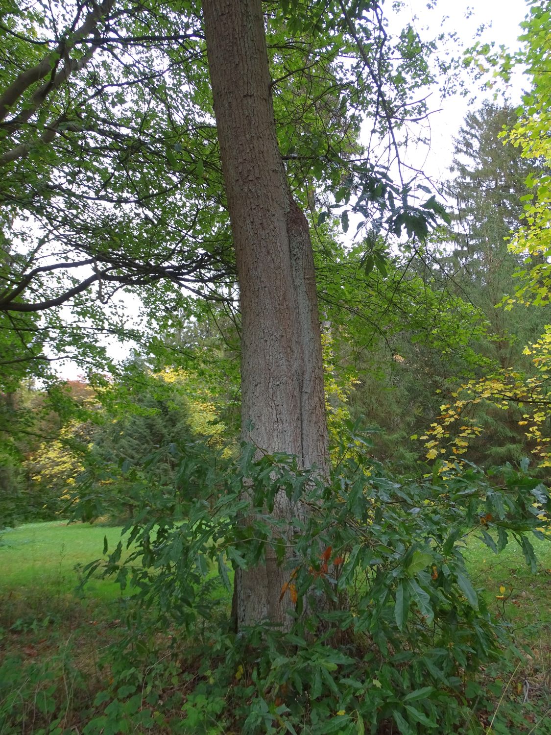 Quercus × heterophylla - Großhansdorf - 2020