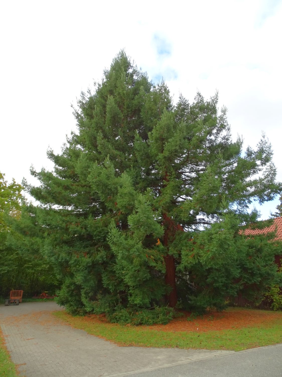 Sequioa sempervirens - Großhansdorf - 2020