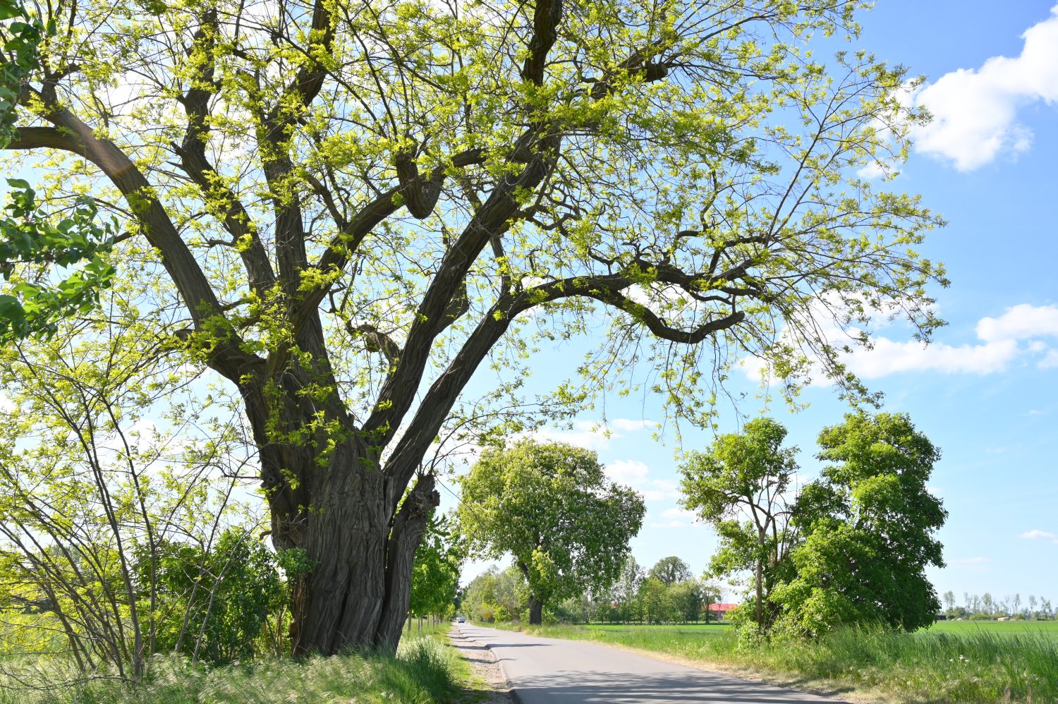 Robinia pseudoacacia - Angermünde, Blumberger Mühle - 2018