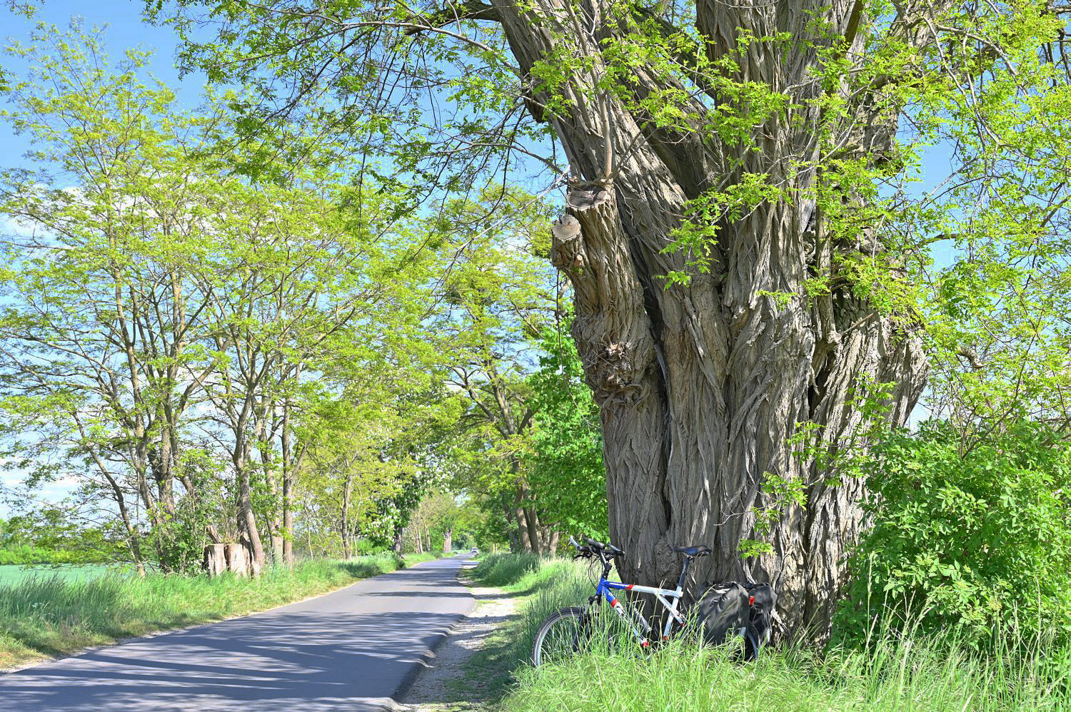 Robinia pseudoacacia - Angermünde, Blumberger Mühle - 2018