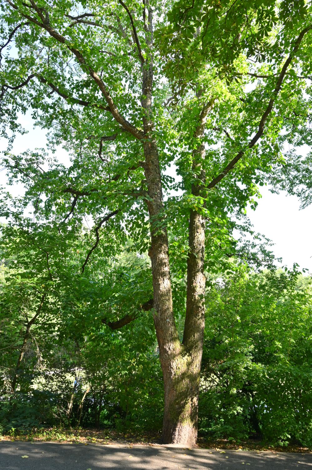 Corylus colurna - Berlin-Schöneberg - 2020
