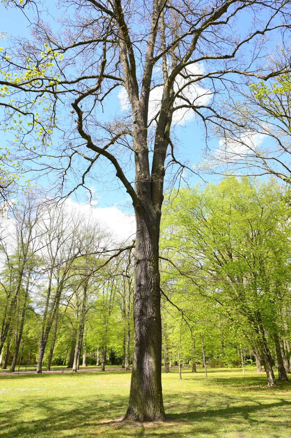 Quercus cerris - Berlin, Schlosspark Biesdorf - 2020