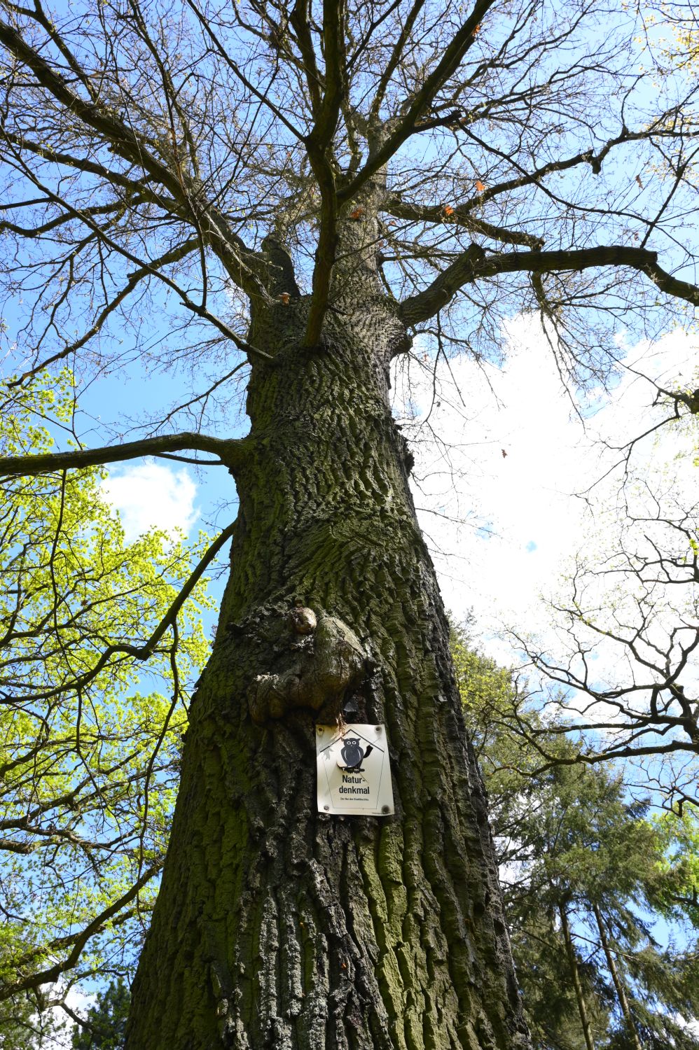 Quercus cerris - Berlin, Schlosspark Biesdorf - 2020