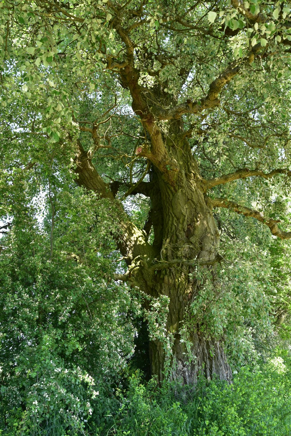 Populus alba - Gerdshagen - 2017
