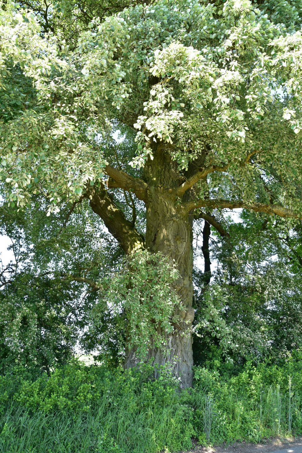 Populus alba - Gerdshagen - 2017