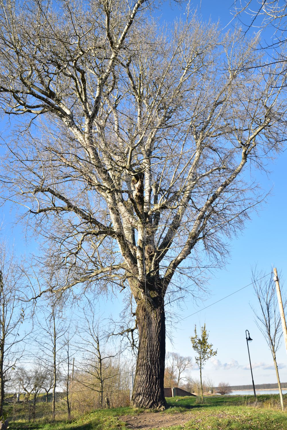 Populus alba - Ratzdorf - 2017