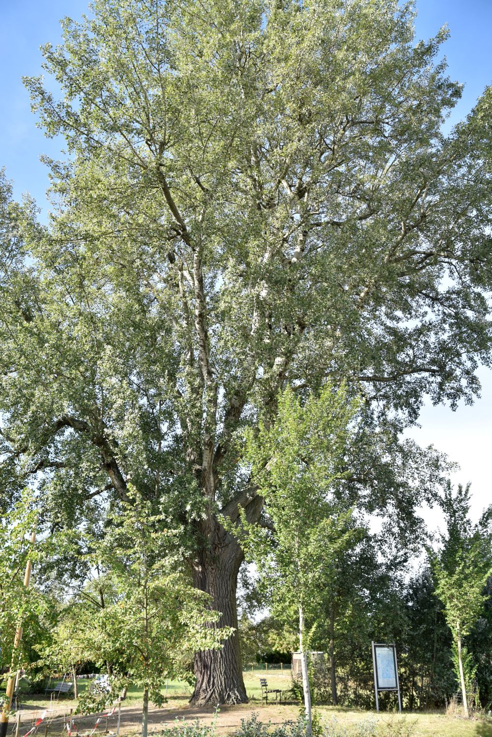 Populus alba - Ratzdorf - 2019