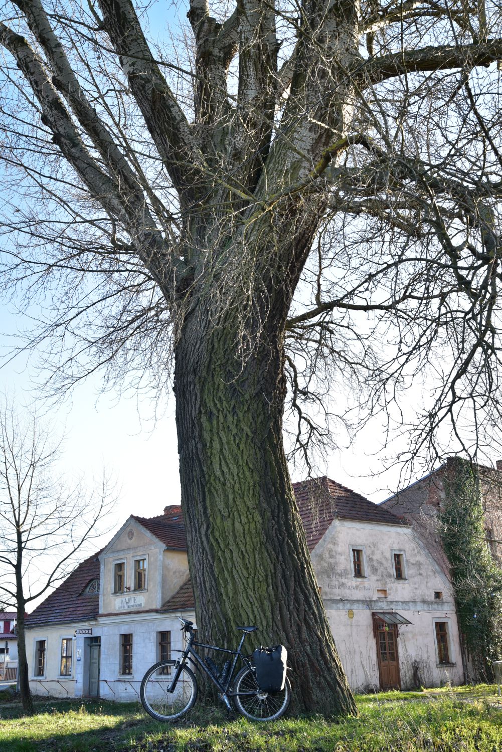 Populus alba - Ratzdorf - 2017