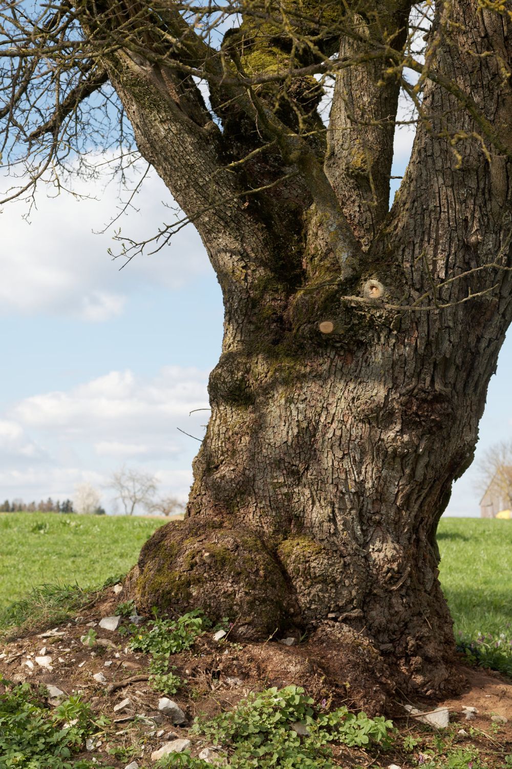 Acer campestre - Neuhaus bei Berching - 2020