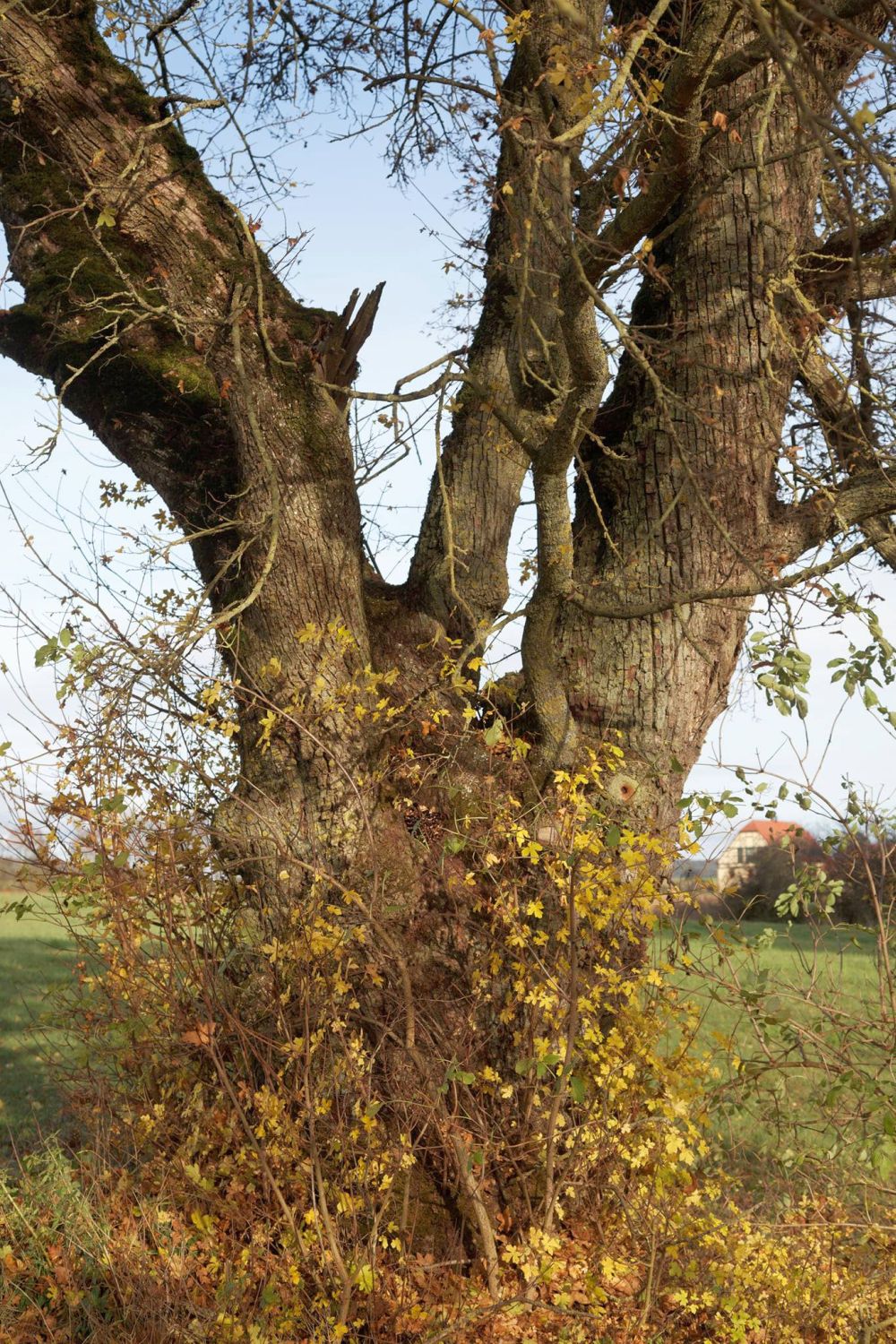 Acer campestre - Neuhaus bei Berching