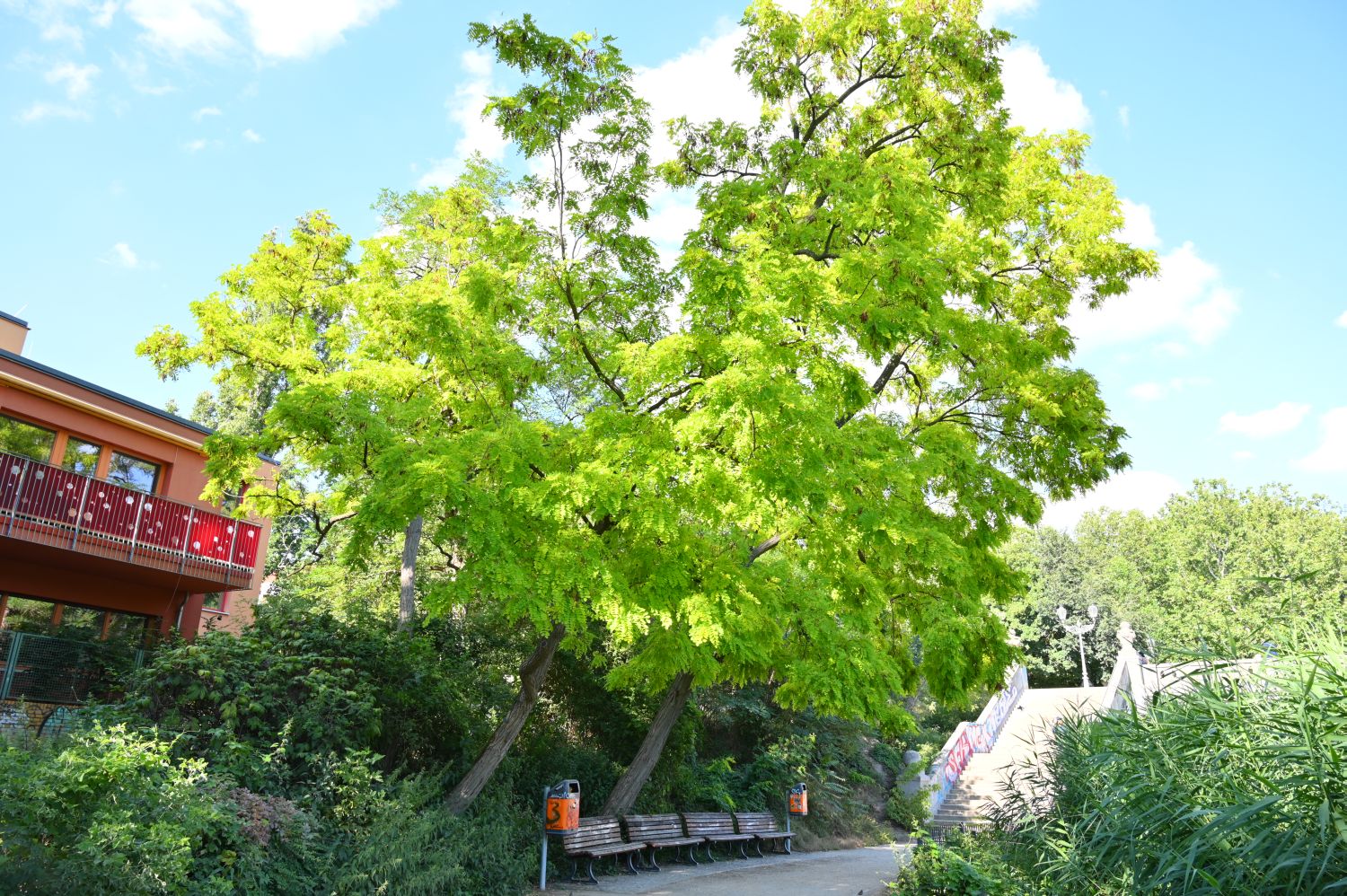 Robinia pseudoacacia 'Frisia' - Berlin-Schöneberg - 2020