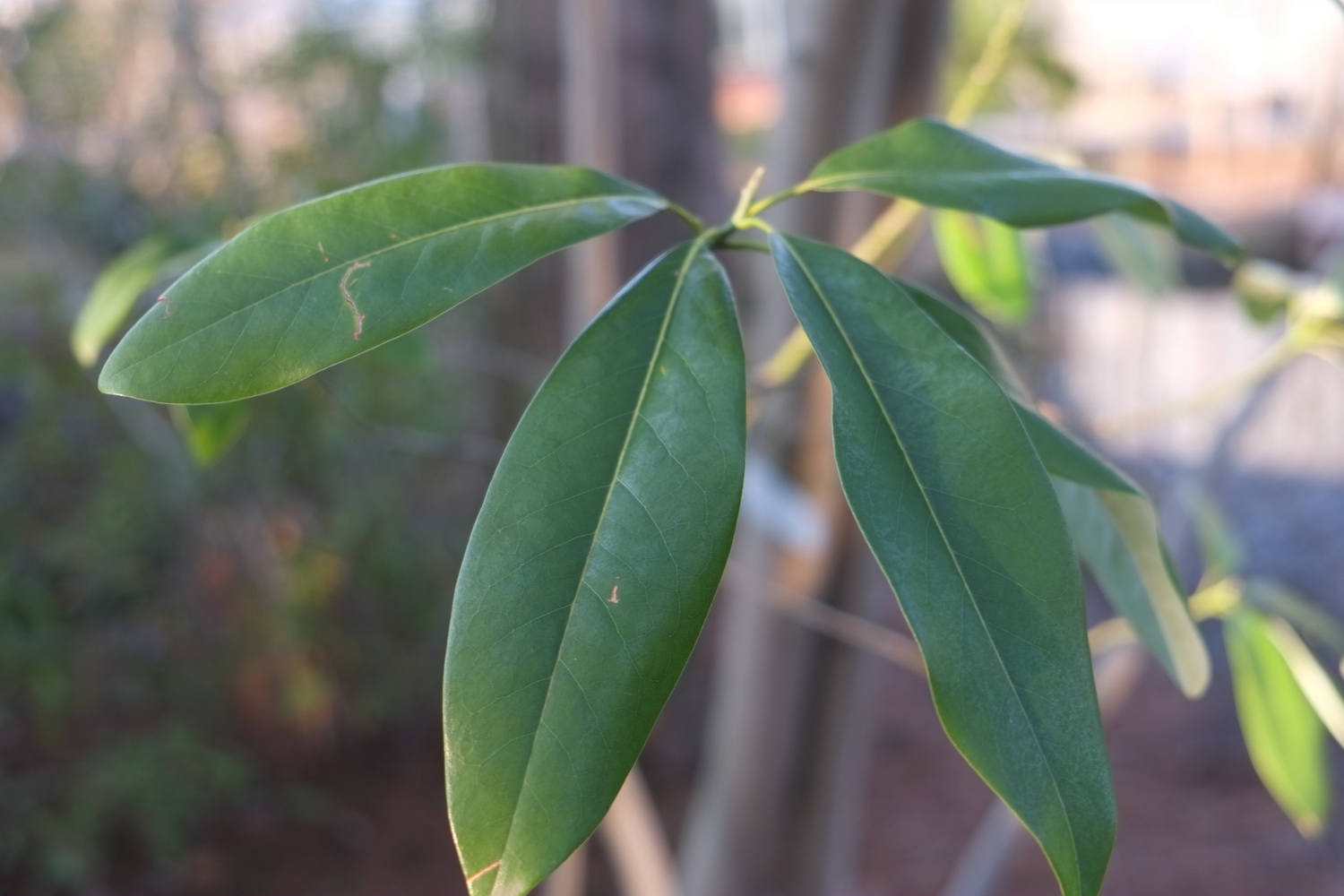 Magnolia virginiana - Dresden Botanischer Garten - März 2015