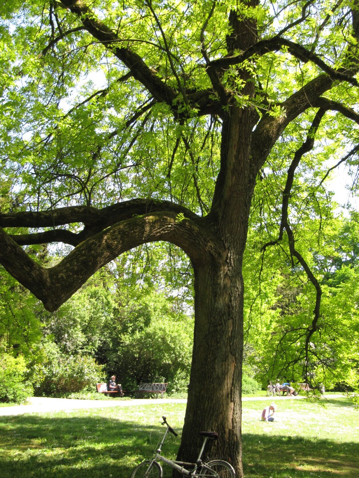 Fraxinus pennsylvanica - Bremen-Neustadt - Mai 2022
