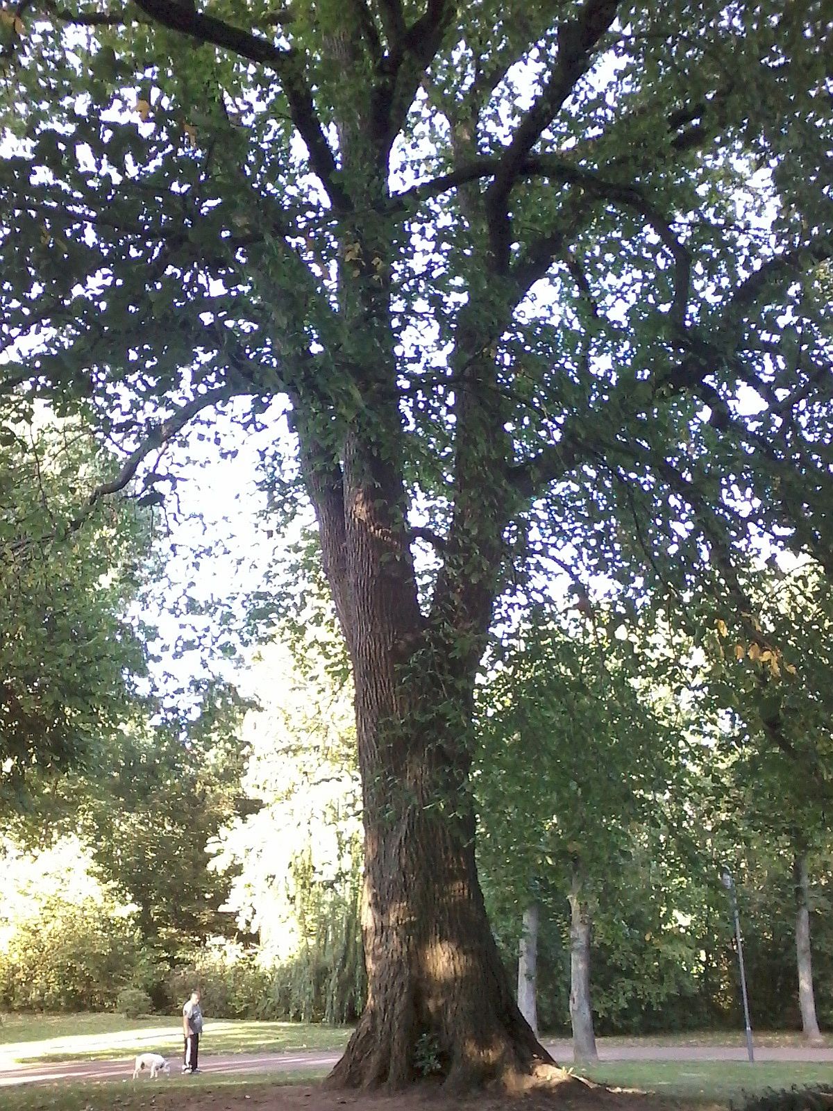 Ulmus glabra - Heiligenstadt - 2020