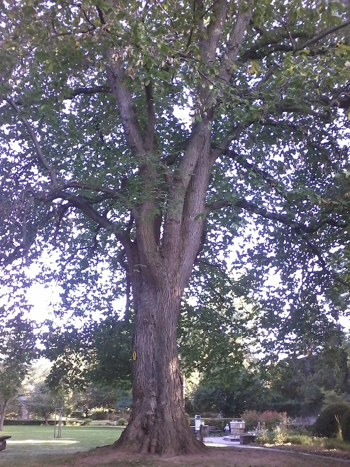 Ulmus glabra - Heiligenstadt - 2020