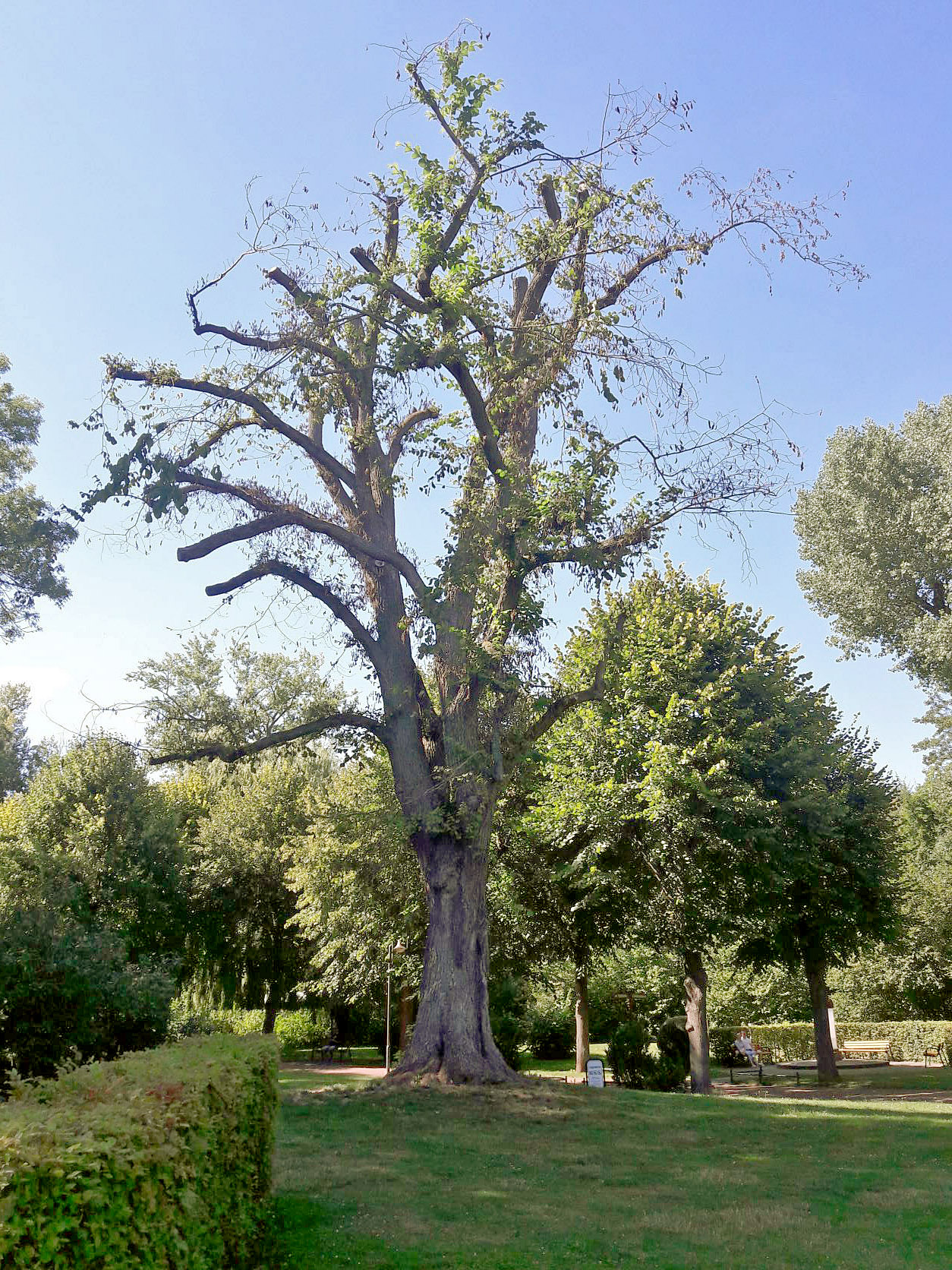 Ulmus glabra - Heiligenstadt - Aug. 2022