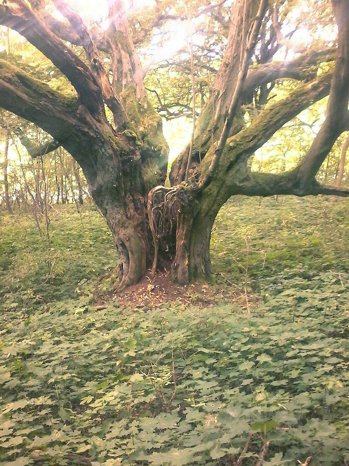 Carpinus betulus - Bodenstein - 2020