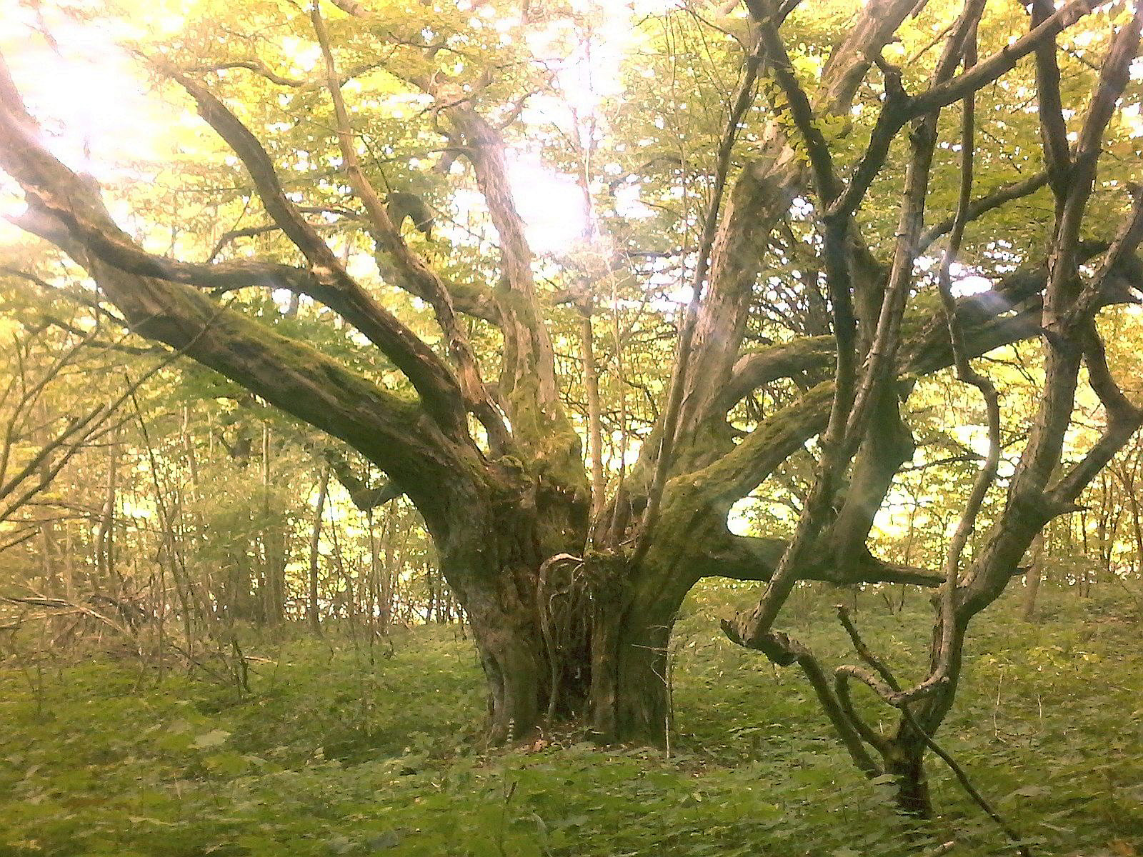 Carpinus betulus - Bodenstein - 2020