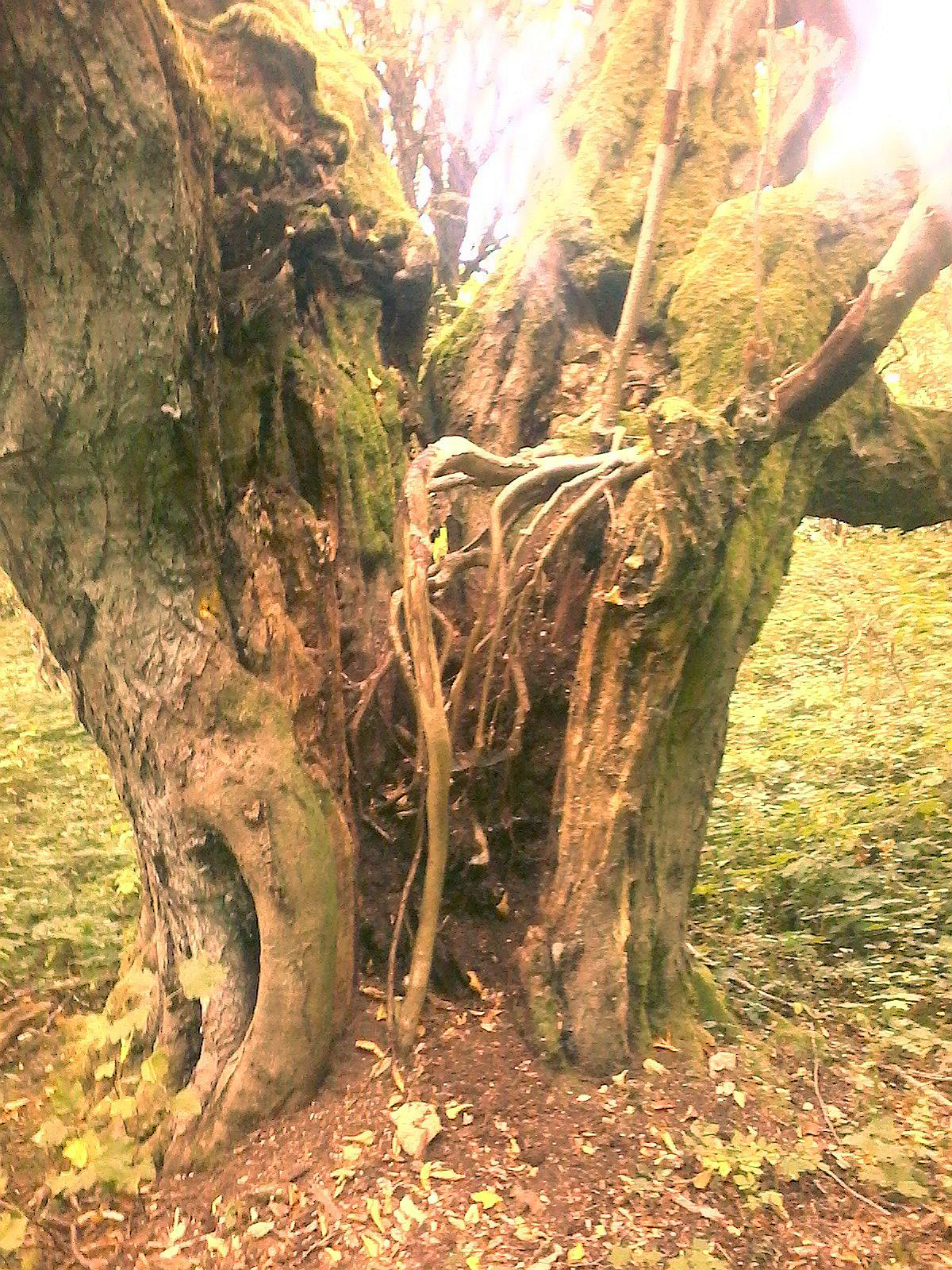 Carpinus betulus - Bodenstein - 2020