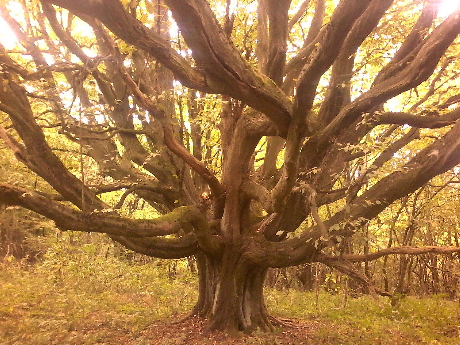 Carpinus betulus - Bodenstein - 2020