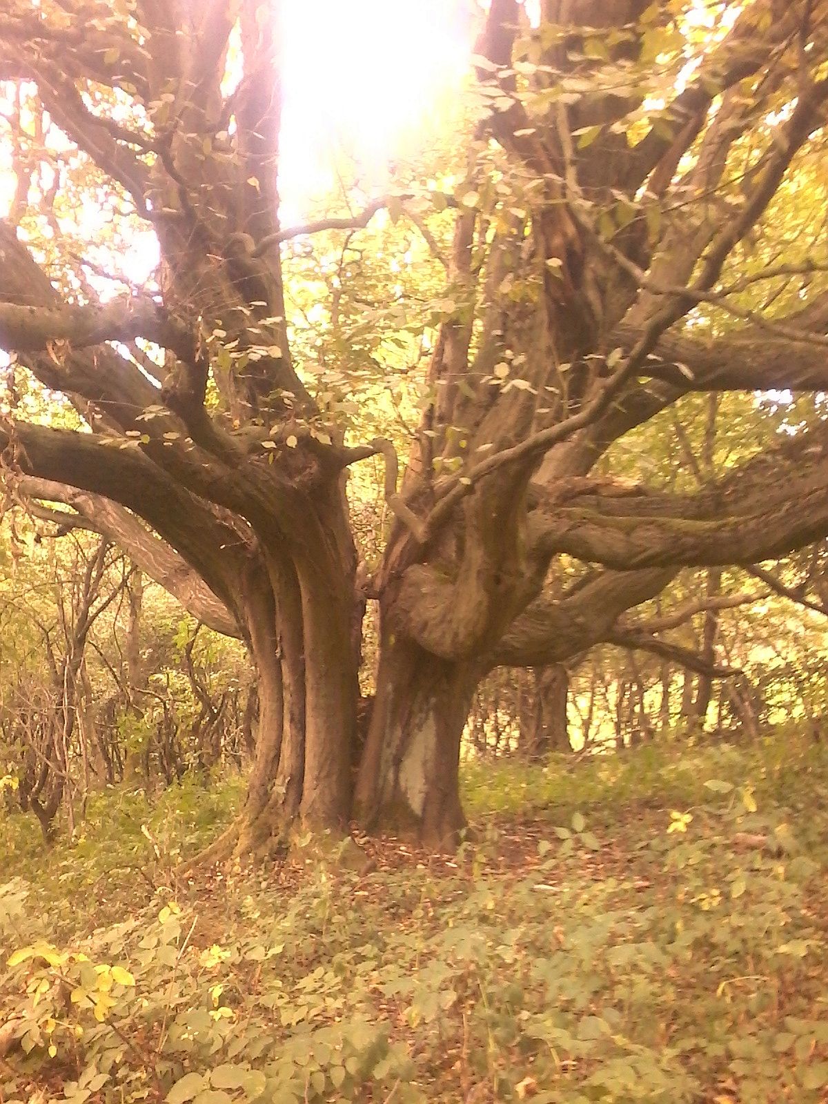 Carpinus betulus - Bodenstein - 2020